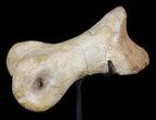 Tyrannosaur Toe Bone On Stand - Aguja Formation, Texas #51398-3